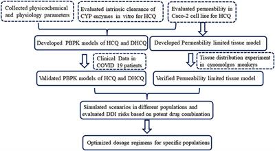 Development of a Physiologically Based Pharmacokinetic Model for Hydroxychloroquine and Its Application in Dose Optimization in Specific COVID-19 Patients